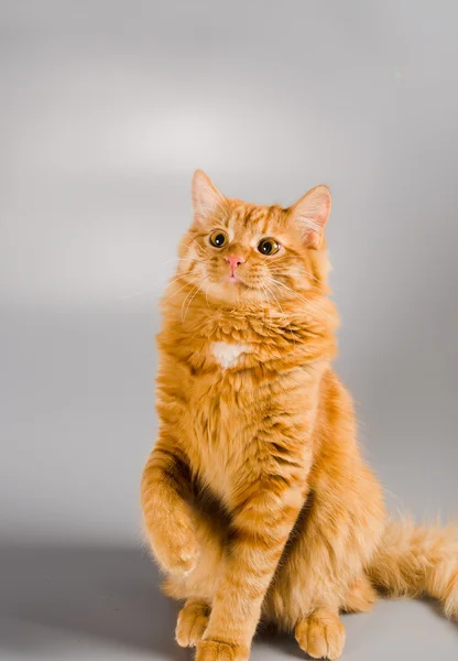 Kırmızı kedi kamerada sürpriz oyuncular arıyor