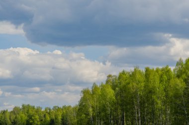 Mavi gökyüzü arka plan üzerinde orman