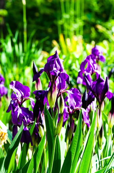 Iris blüht Frühling — Stockfoto