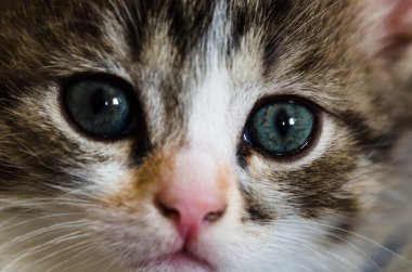 Sevimli kedi yavrusu sadakatle beyaz arka plan yakın çekim üzerinde görünüyor