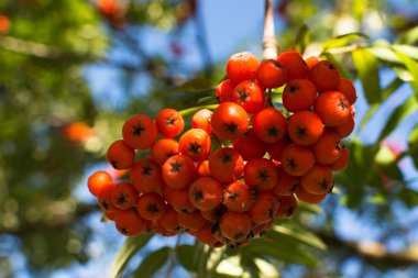 Rowan-ağacı rowanberry ile.