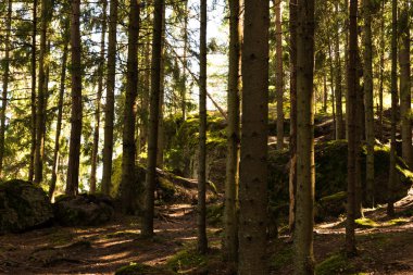 Mon Repos Vyborg, Rusya'nın peyzajlı İngilizce park