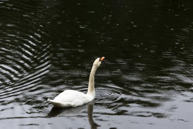 Kuğu ve su üzerinde daireler. Yaz Bahçesi, St Petersburg.