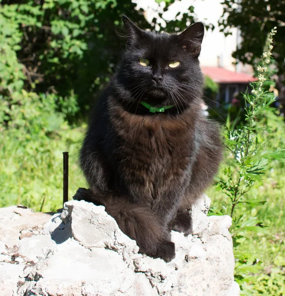 Gyönyörű fekete macska az utcán — Stock Fotó