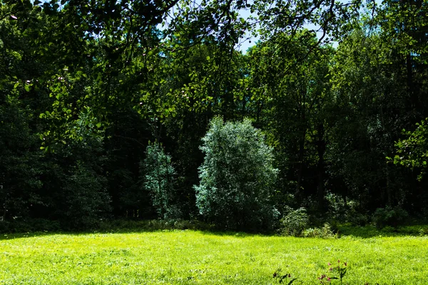 美しい英語公園ヴィボルグでモン ルポ — ストック写真