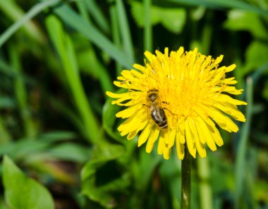 Karahindiba çiçek ve içecek nektar üzerinde oturan Wasp