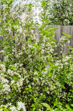 Beyaz çiçekler ağaçta çiçek açması 