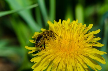 Karahindiba çiçek ve içecek nektar üzerinde oturan Wasp