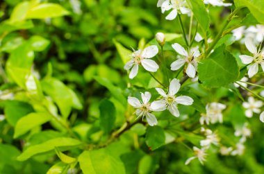 Beyaz çiçekler ağaçta çiçek açması 