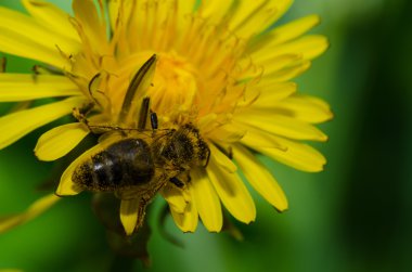 Karahindiba çiçek ve içecek nektar üzerinde oturan Wasp