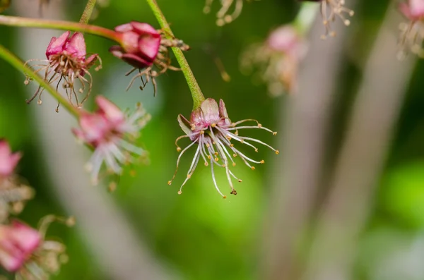 Apfelblüte. Frühlingssonne und blühender Baum — Stockfoto