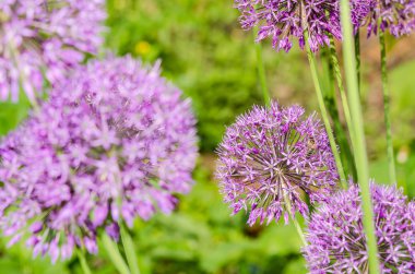 bazı chives çiçekler yakın çekim
