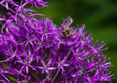 bazı chives çiçekler yakın çekim