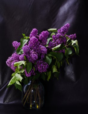 Leylak koyu arka plan yakın çekim üzerinde bir buket