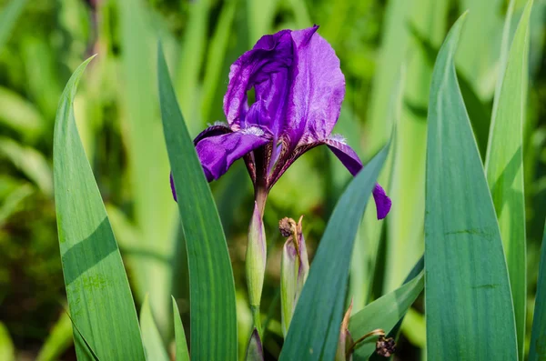 Veilchenblüte. Irisblüte. violette Iris. Blütenblätter eines violetten Flusses — Stockfoto