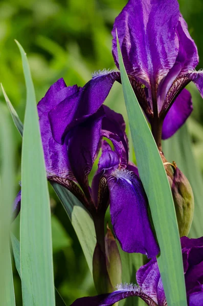 Veilchenblüte. Irisblüte. violette Iris. Blütenblätter eines violetten Flusses — Stockfoto