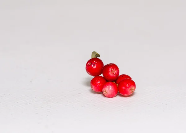 Canneberges sur une branche sur un fond blanc — Photo