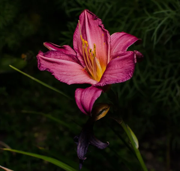 Nyári liliom virág, fű háttér — Stock Fotó
