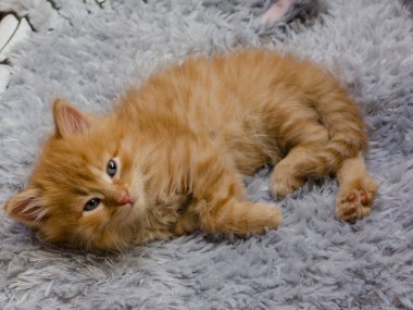 mavi gözlü Kızıl kitty