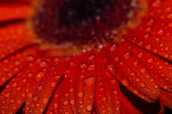 Bouquet of gerbera with water drop on black background