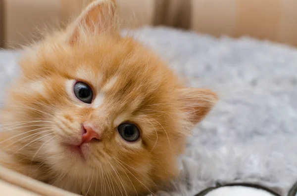İngiliz zencefil yavru kedi doğurmak