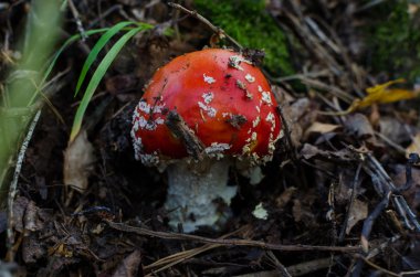 Küçük sinek mantar