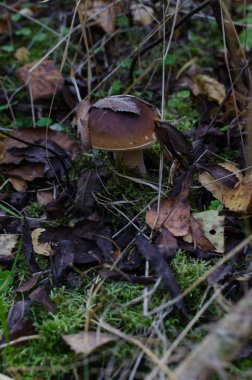 Ceps. Yeşil çimenlerin üzerinde karanlık bir arka sepette beyaz mantar