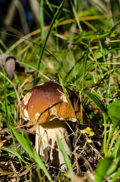 CEP. Bílá houba v koši v zelené trávě na tmavé zadní — Stock fotografie