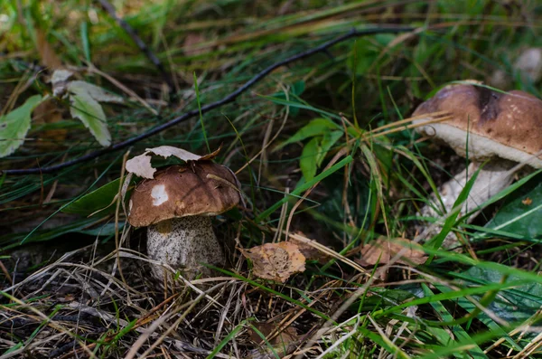 Zangen. weißer Pilz im Korb im grünen Gras auf dunklem Rücken — Stockfoto