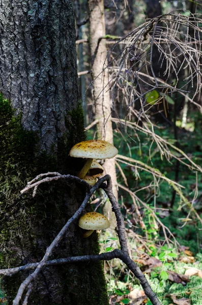 Houby na pařezu v lese — Stock fotografie