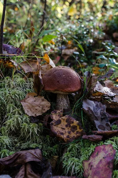 Turuncu kapakları yenilebilir mantar (Leccinum Aurantiacum)