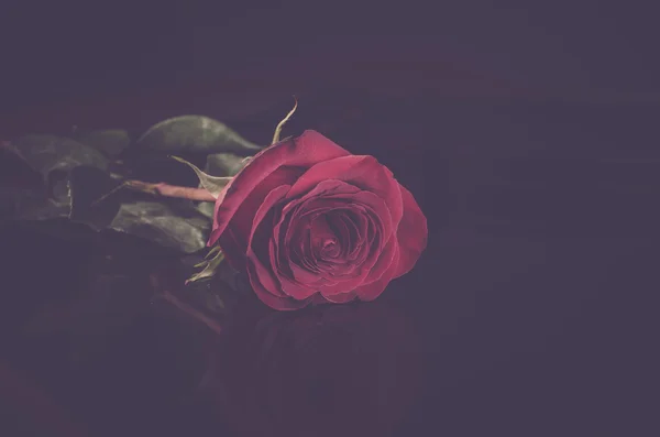 在黑色背景上的一个红玫瑰 — 图库照片