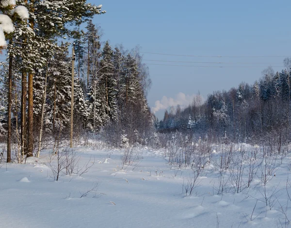 Foto des Winterwaldes. Bäume, die mit Schnee bedeckt sind. Winterlandschaft, strahlend sonniger Tag. — Stockfoto