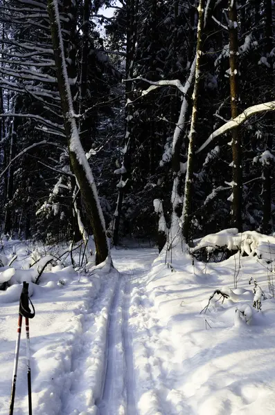 Aleja Las śnieg — Zdjęcie stockowe