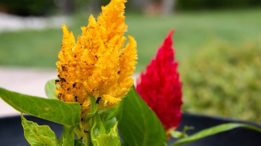 Pluded Cockscomb çiçekleri Güney-batı Ontario, Kanada 'da bir yaz günü çiçek açıyor. 
