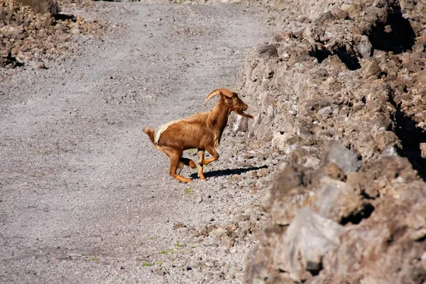 Big Island Hawaii USA - February 25 2019: A wild goat leaps across the rocky cliffs of Hawaii\'s Big Island.