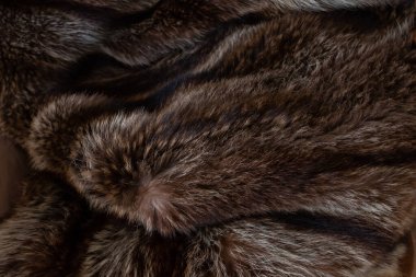 Kanada, Toronto, Ontario, Kanada 'da Kanada kunduz derilerinden yapılmış eski bir kürk manto..