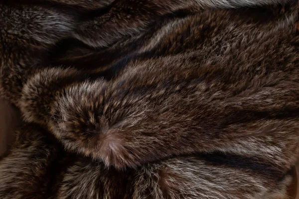 Dead animal skins Stock Photos, Royalty Free Dead animal skins Images | Depositphotos Dead animal skins Stock Photos, Royalty Free Dead animal skins Images | Depositphotos