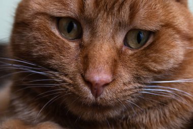 Ev kedisi Toronto, Kanada 'ya yakın..