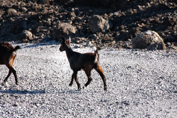 Big Island Hawaii USA - February 25 2019: A wild goat leaps across the rocky cliffs of Hawaii\'s Big Island.