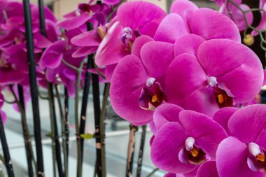 A bouquet of bright pink orchids inside of a shopping mall in London, Ontario, Canada, shot on February 20 2021. 