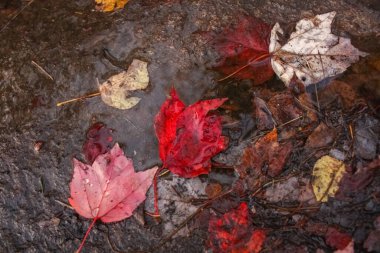 Mont Tremblant, Quebec, Kanada, 2017 'de çamurlu bir arazide kırmızı akçaağaç yaprakları koleksiyonu.. 