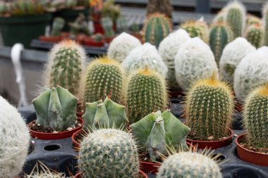 Londra, Kanada 'da bir serada, 2021 ilkbaharında küçük turuncu tarlalarda çeşitli bebek kaktüsleri..