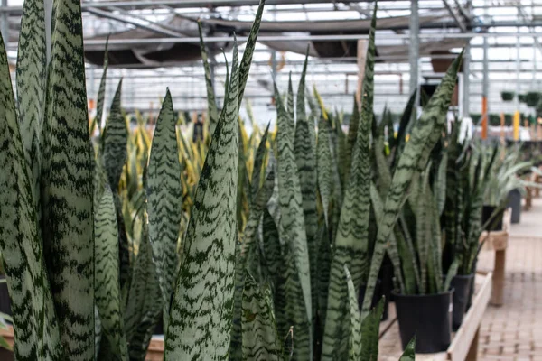 Green striped snake plants in a London, Ontario, Canada greenhouse in March 2021.