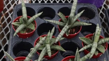 Londra, Ontario, Kanada 'da Mart 2021' de bir serada haworthia sulularıyla dolu bir tepsi görüntüsü..