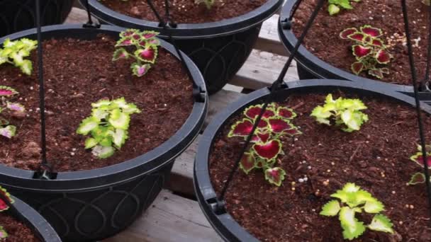 Panning Video Van Een Assortiment Van Zwarte Plantenbakken Een Houten — Stockvideo