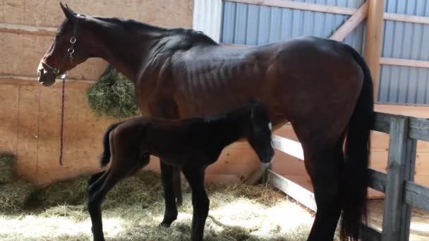 Filmato Una Cavalla Madre Una Cavalla Suo Bambino Puledro Nero — Video Stock