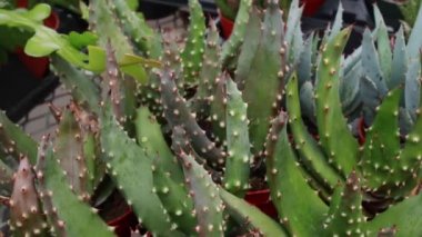 Mart 2021 'de Londra, Ontario, Kanada' daki bir serada içi bebek aloe vera bitkileriyle dolu siyah bir bahçe tepsisinin videosu gösteriliyor.. 