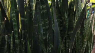 Panning video of snake plants in a London, Ontario, Canada greenhouse in March 2021. 