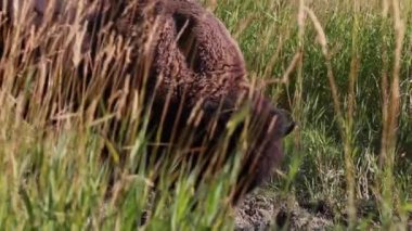 Kanada 'lı bir bizon yazın Edmonton' un batısında, Alberta, Kanada 'daki Elk Adası Ulusal Parkı' nda çimlerin üzerinde otluyor..